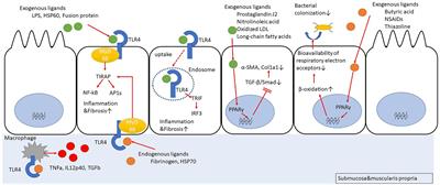 The Molecular Mechanisms of Intestinal Inflammation and Fibrosis in Crohn’s Disease